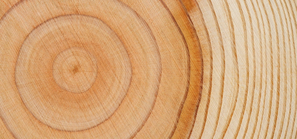 Close-up image of tree rings as a metaphor for legacies and financial planning