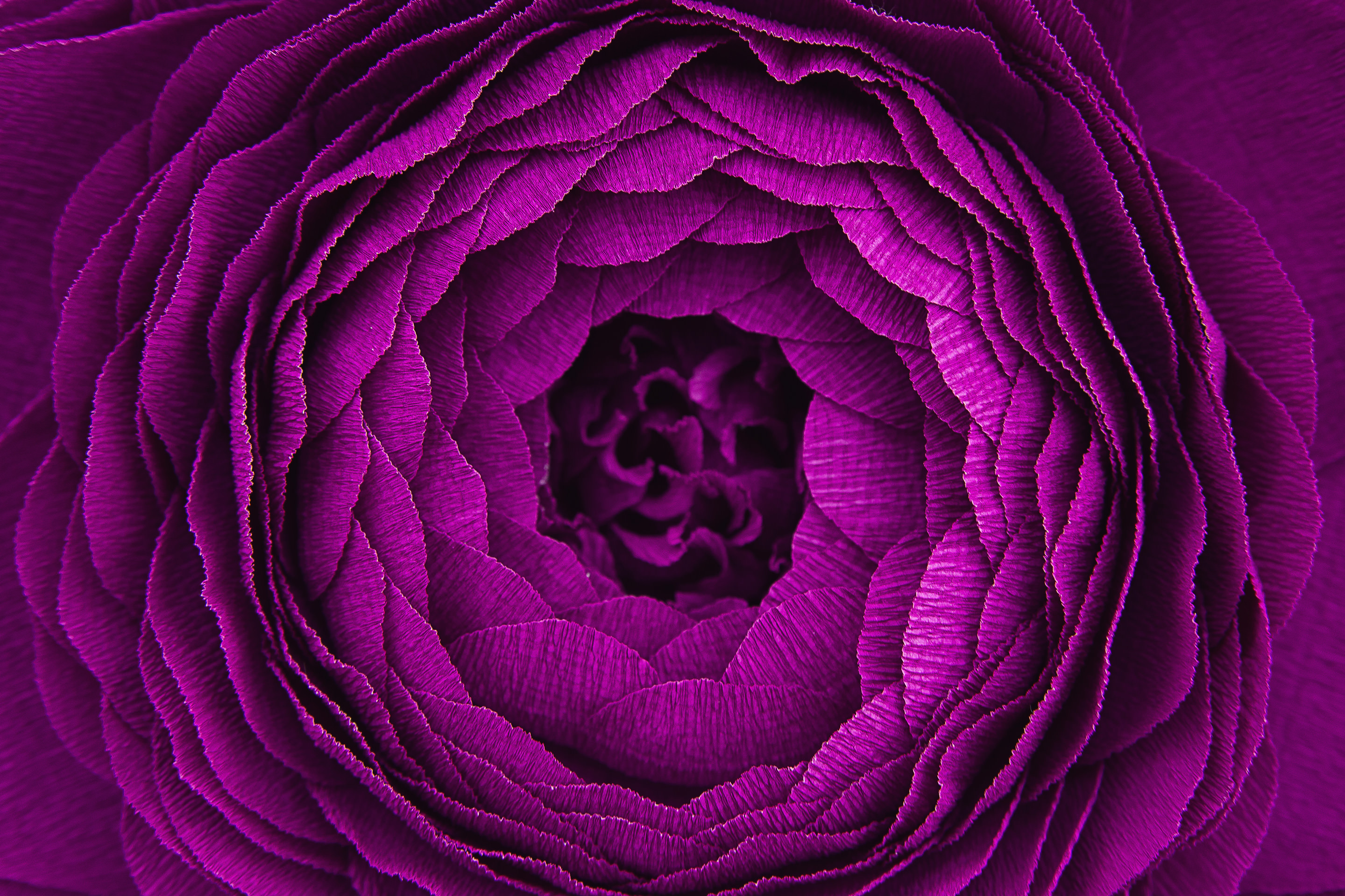 Close-up of a purple flower on a dark background.