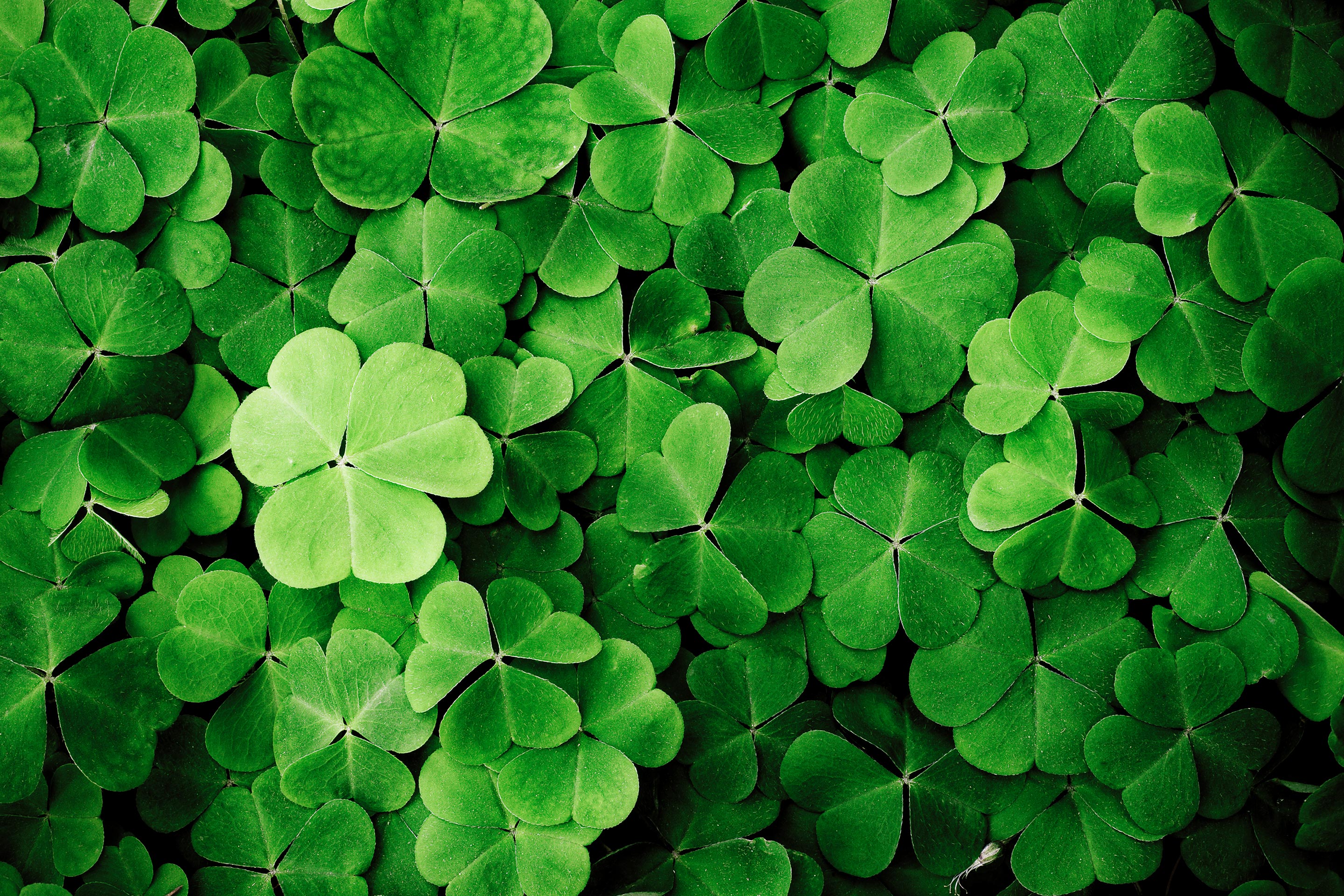 Overhead image of a group of clovers as a metaphor for creating a roadmap for financial goals