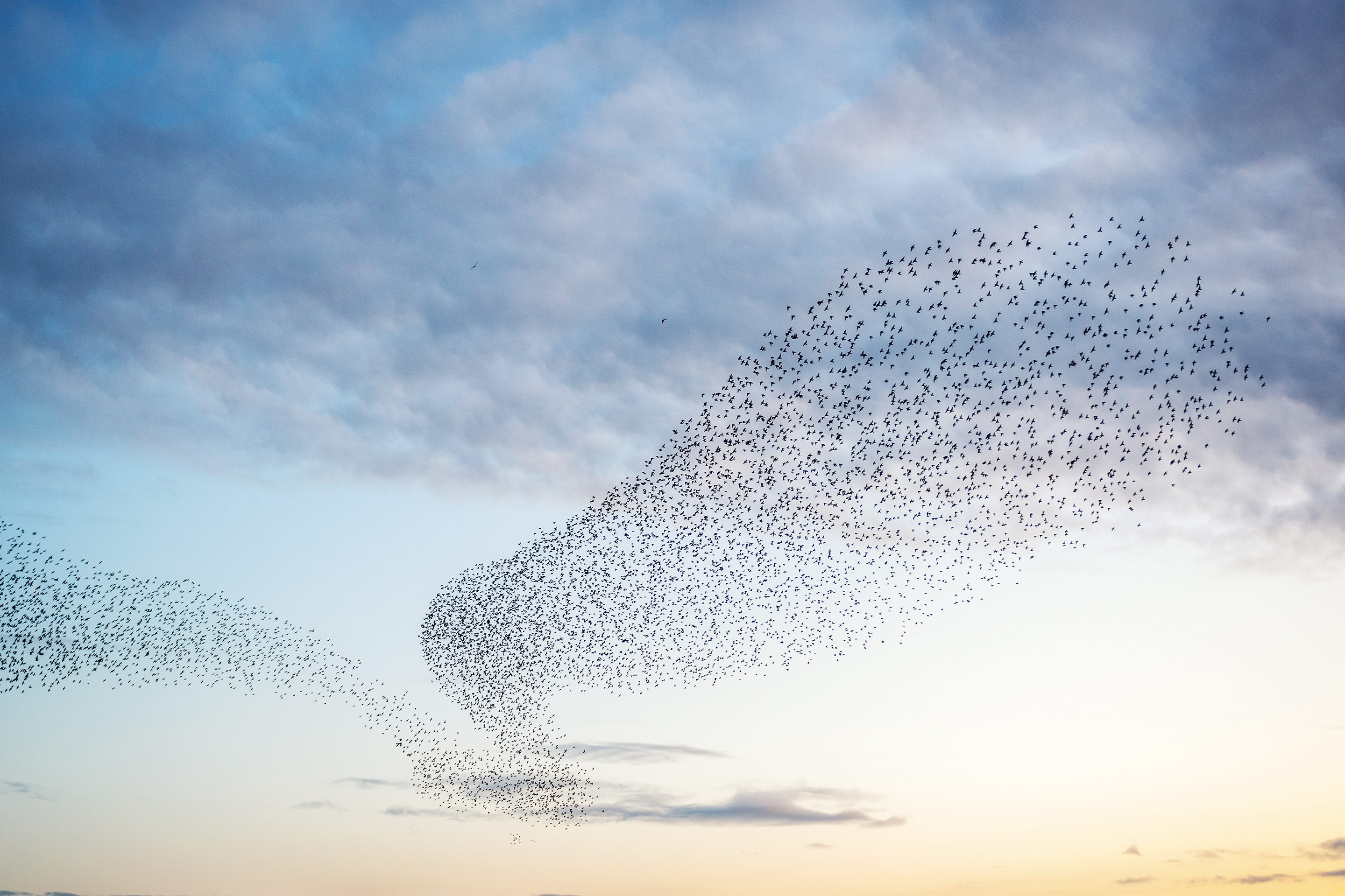 A large group of birds flying in formations over a sunset representing communities.