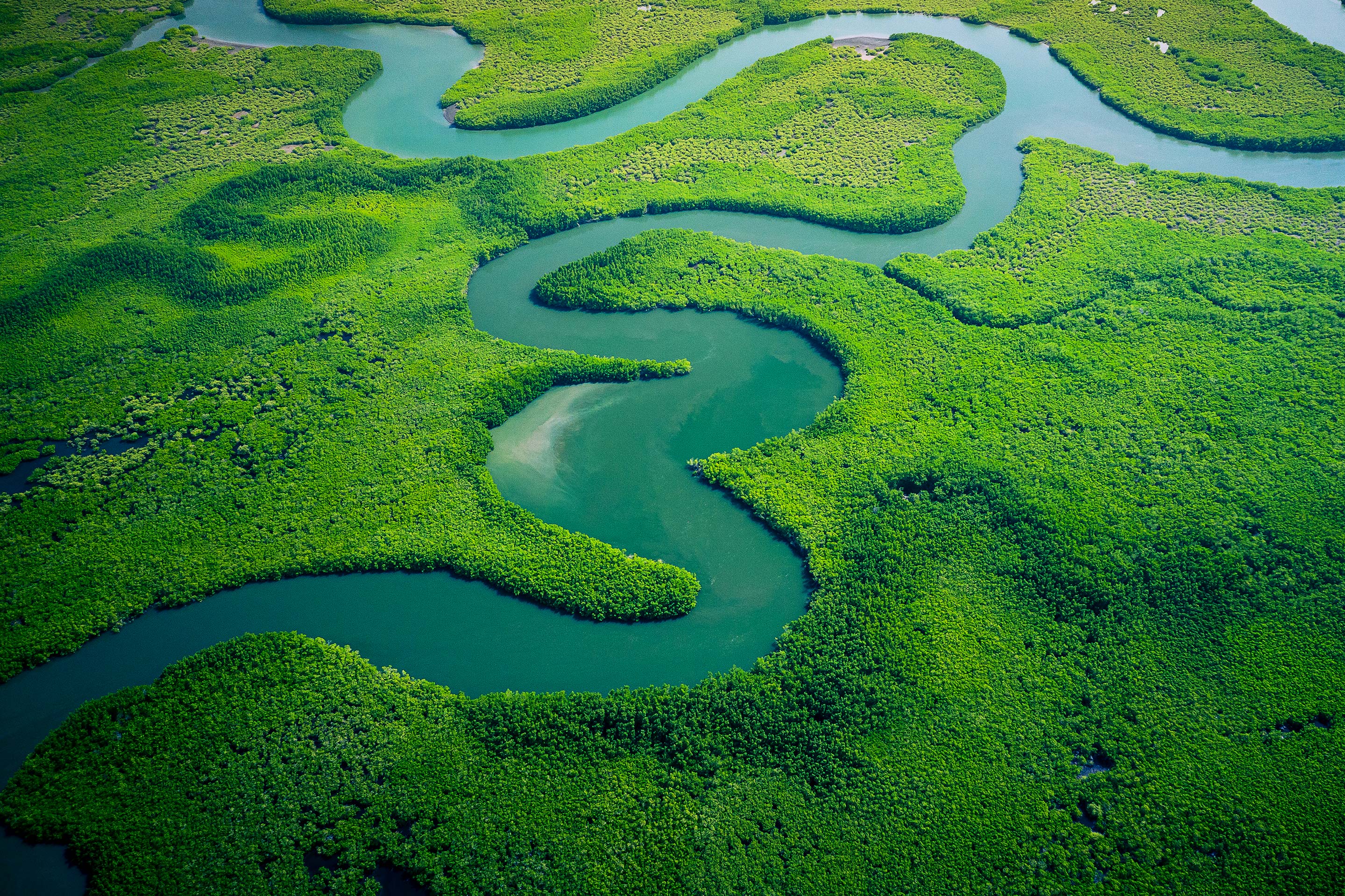 A river winds through a green swamp representing customization.