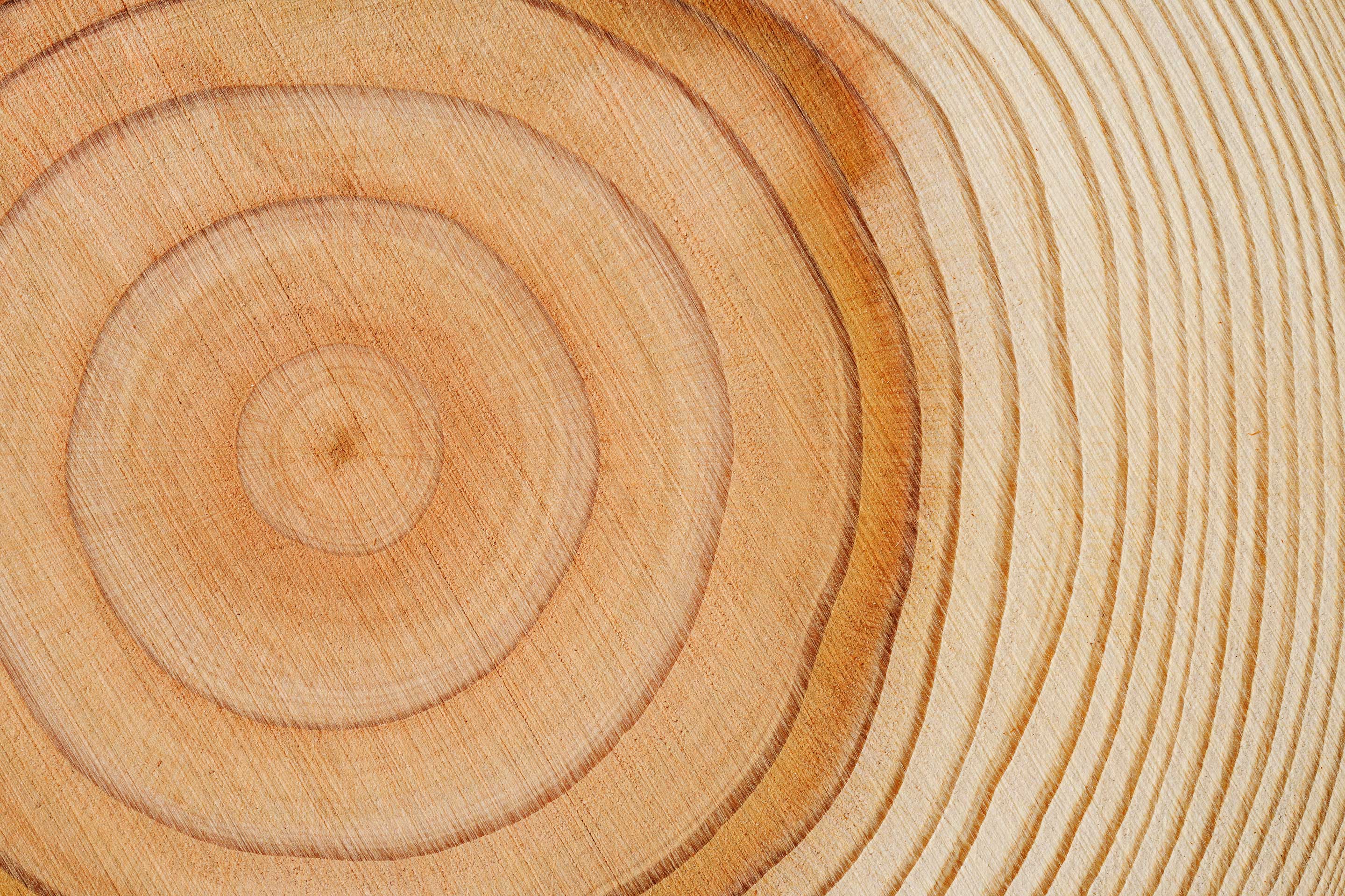 Close-up image of tree rings as a metaphor for legacies and financial planning