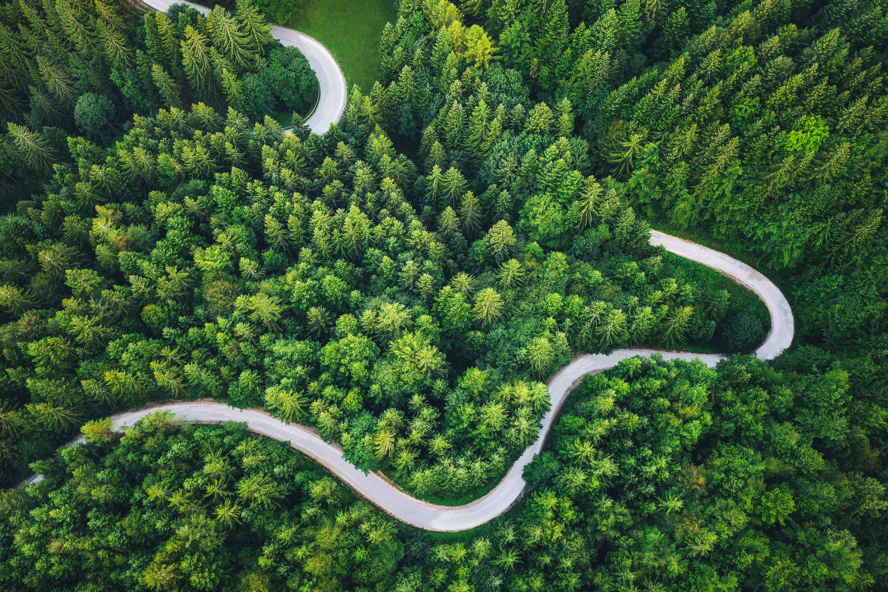 An overhead shot of a winding road in a forest as a metaphor for considering investment goals