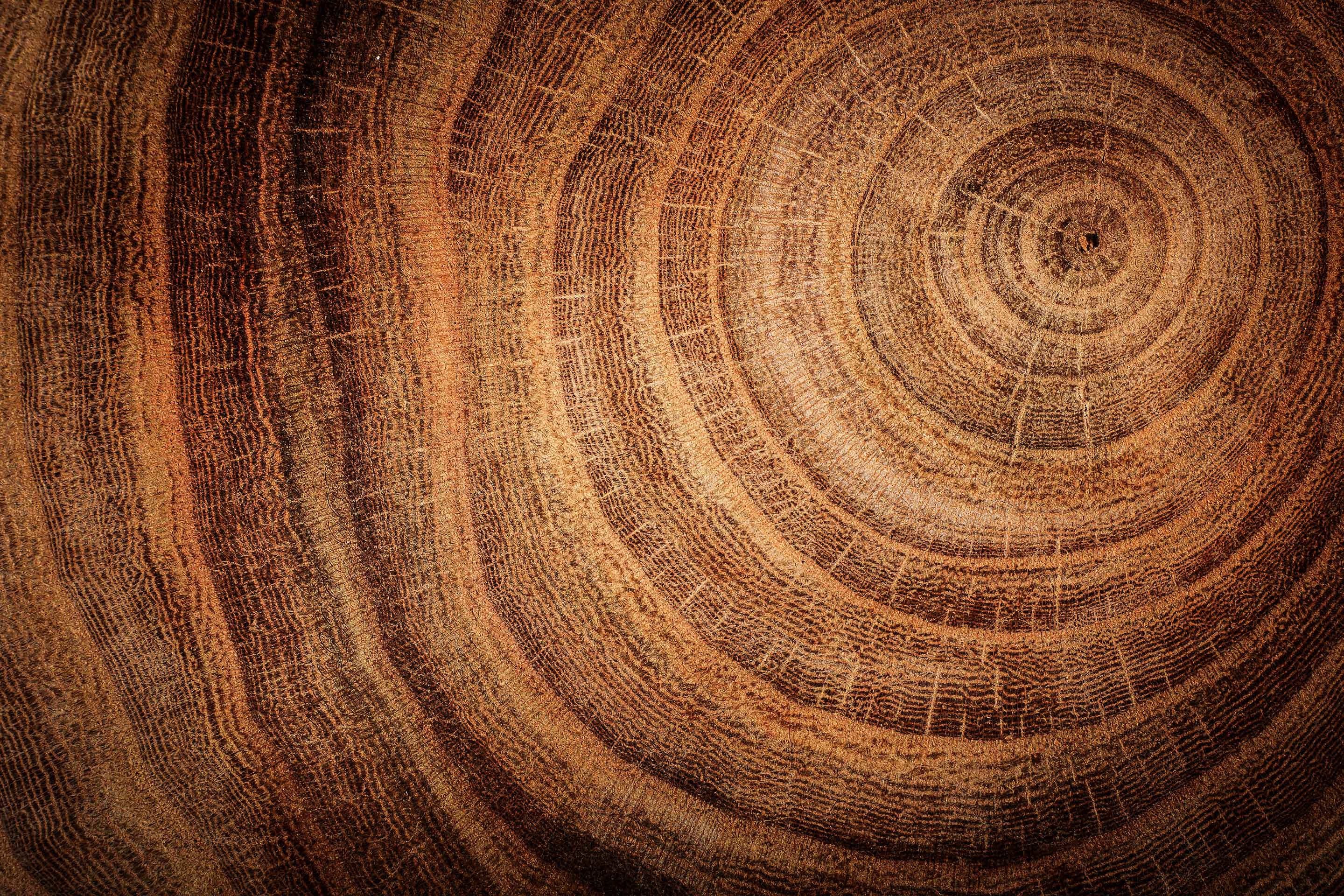 Close up of tree rings in a stump as a metaphor for long-term investing