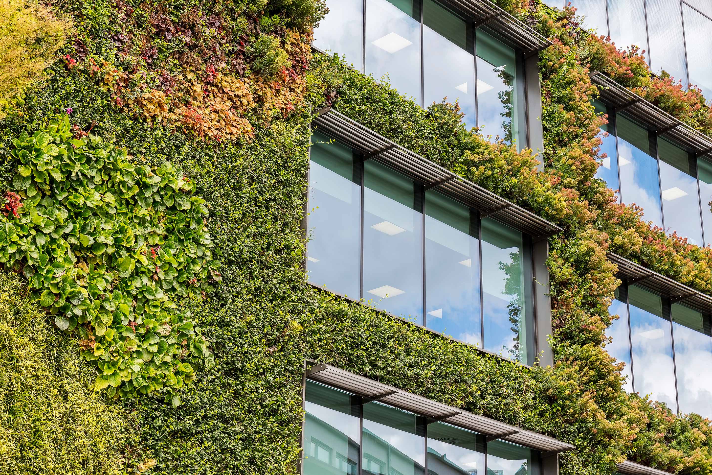 Picture of windows on a modern building, covered in lush greenery