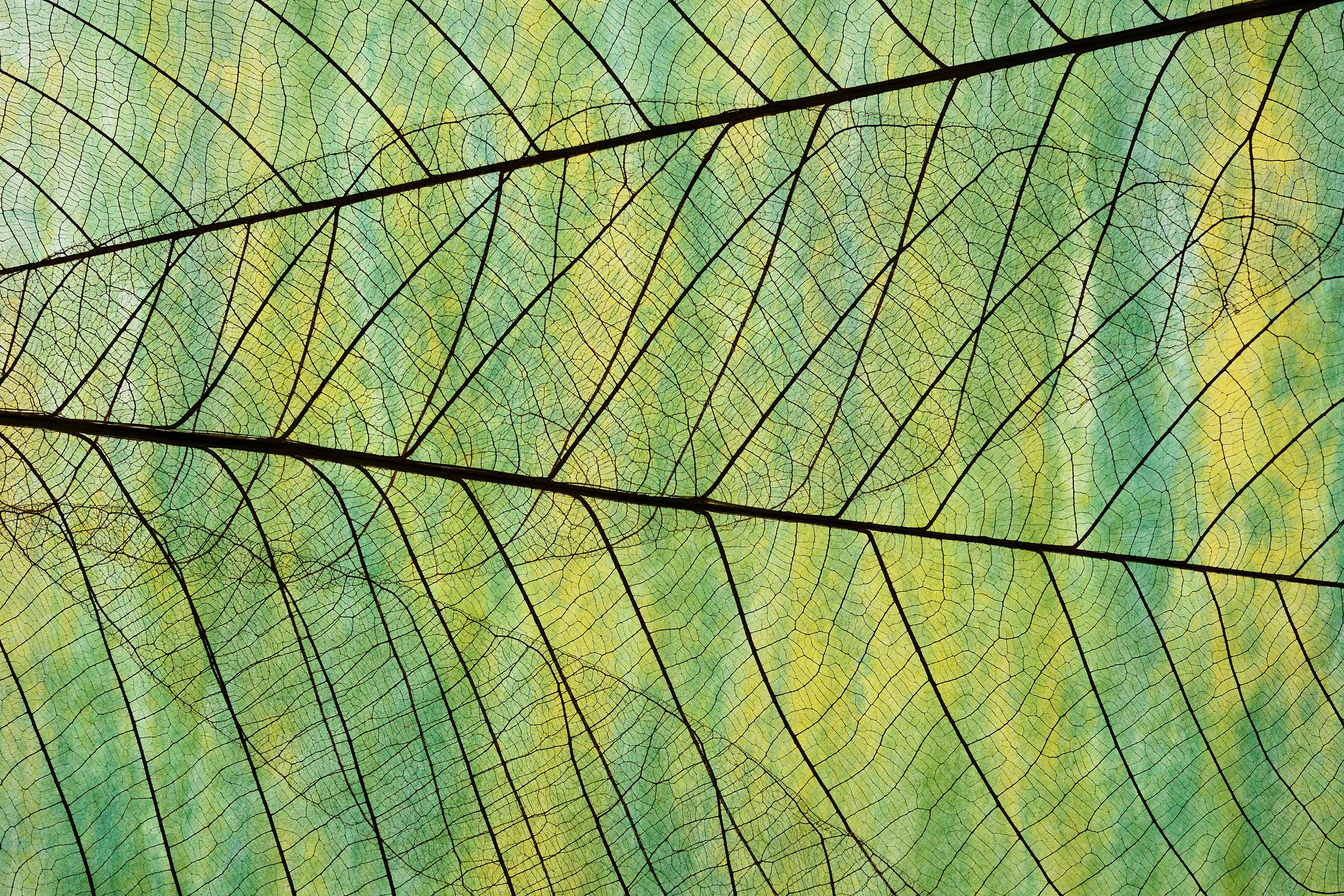 Close up of the connecting veins of a leaf as a representation of sustainability.