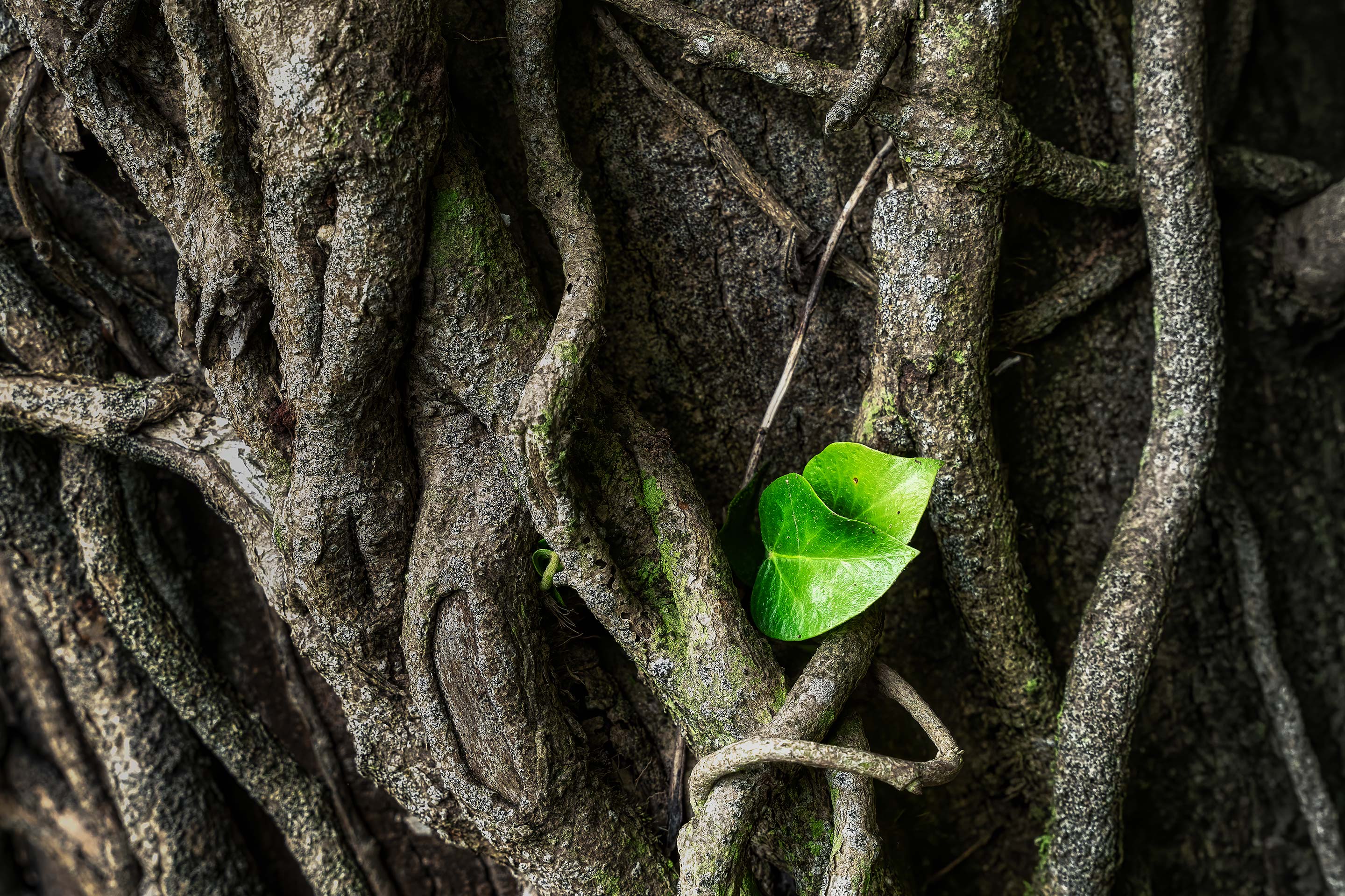 Two bright green leaves peek out from among the grey, twisted roots, representing connectivity.