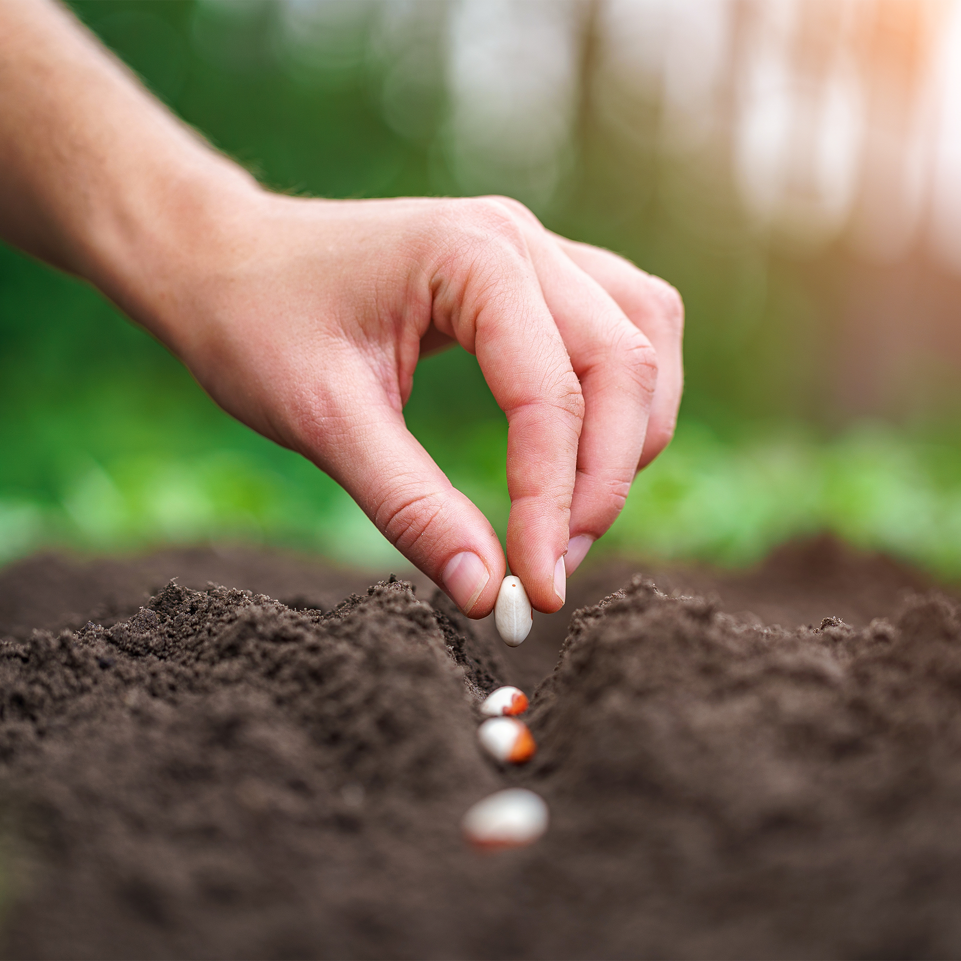 hand planting seeds in dark soil