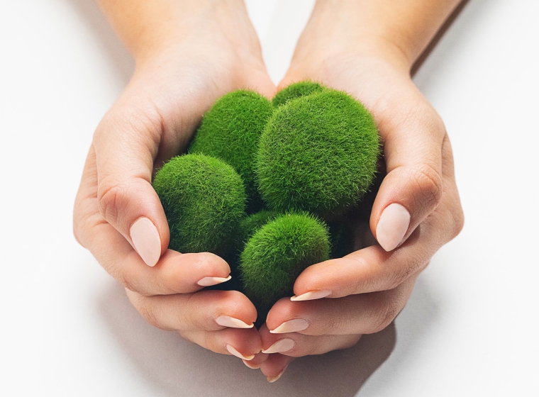 Woman's hands holding green moss as a representation of sustainability.