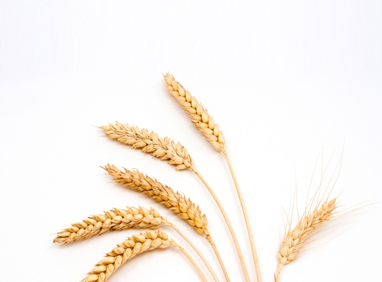 Wheat seeds against a white background