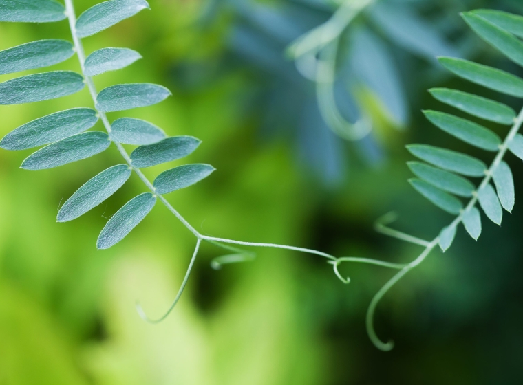 Two delicate ferns reach toward each other and connect, representing interactivity.
