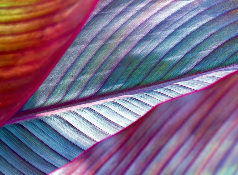 Close-up on multi-colored leaves, as a representation of diversity.