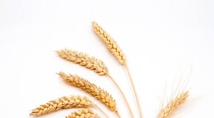Wheat seeds against a white background