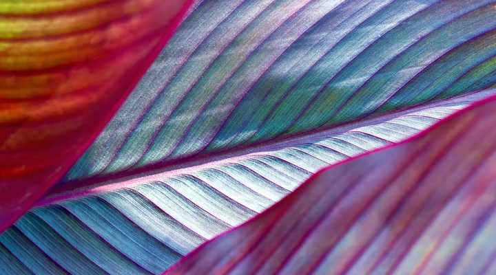 Close-up on multi-colored leaves, as a representation of diversity.