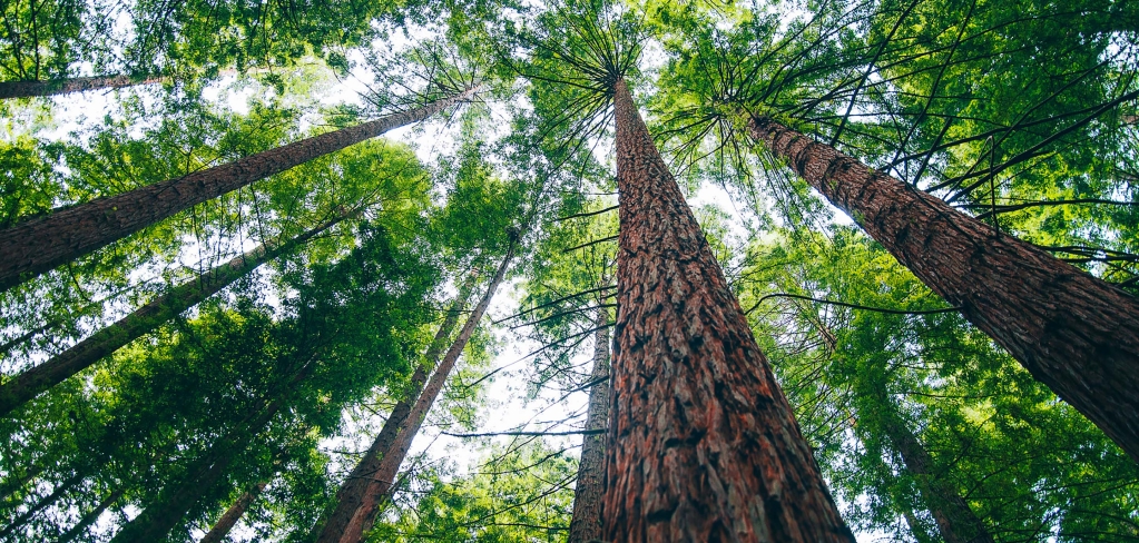 Ground up view of tree.