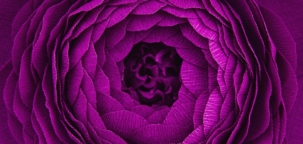 Close-up of a purple flower on a dark background.