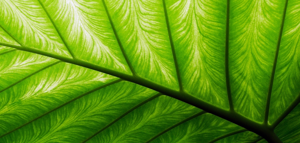 Closeup image of a green leaf shows veins running through each area, representing intelligence