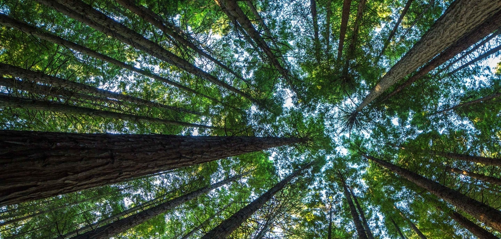 Image of looking up through a forest of trees as a metaphor for long-term investing