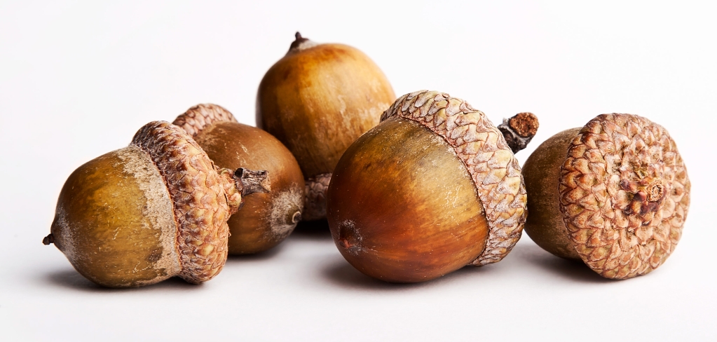 A grouping of five acorns on a white background represent how a collective group can make a difference in sustainability practices.