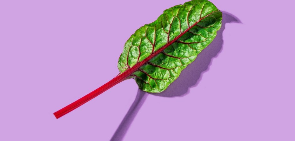 A bright green leaf with a red stem on a purple background representing the organic nature of sustainability