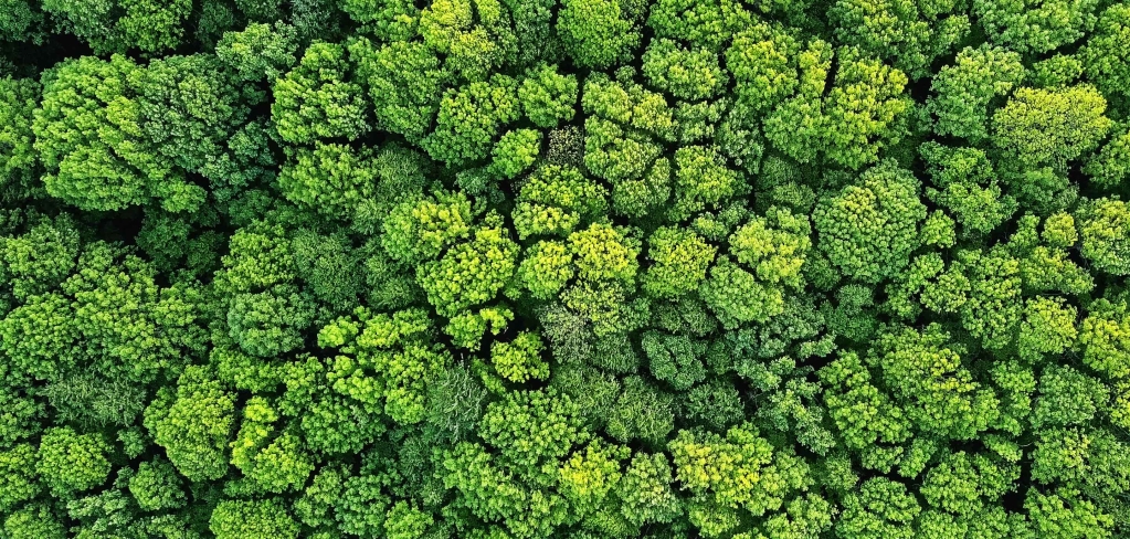 Lush green canopy of forest from overhead representing sustainable investing