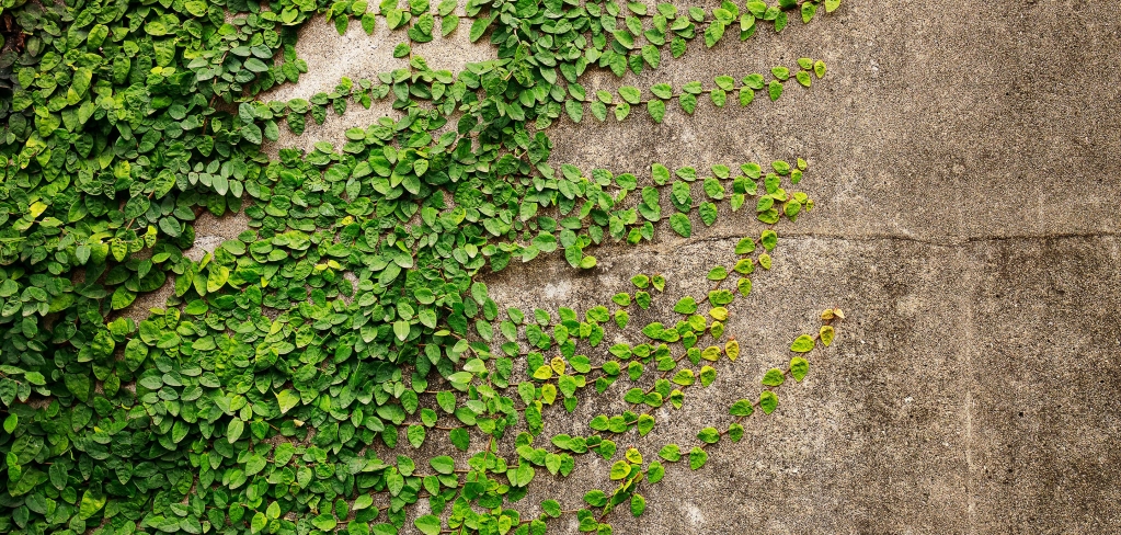 Green ground cover creeps and grows on concrete, representing adaptability