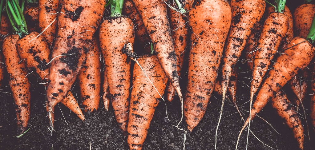 A row of freshly harvested carrots line up representing community.