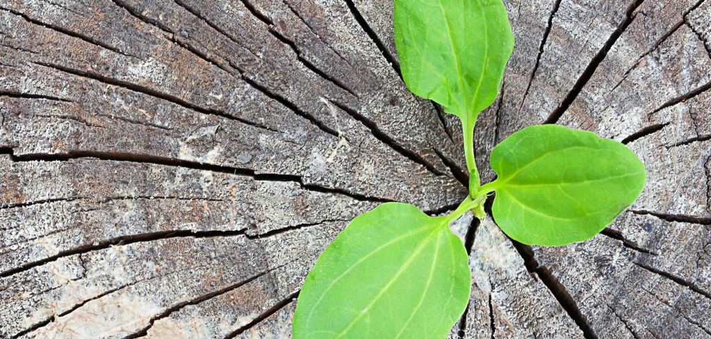 A green seedling breaks through the cracks of a tree stump representing data flow