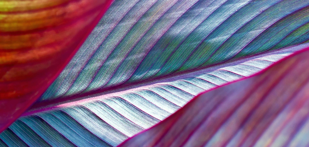 Close-up on multi-colored leaves, as a representation of diversity.