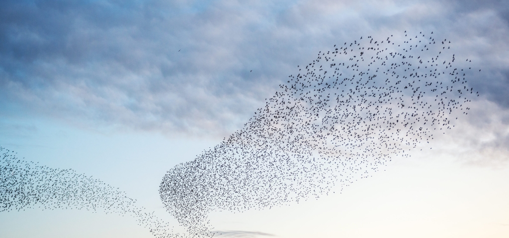 A large group of birds flying in formations over a sunset representing communities.