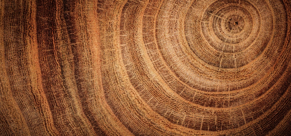 Close up of tree rings in a stump as a metaphor for long-term investing