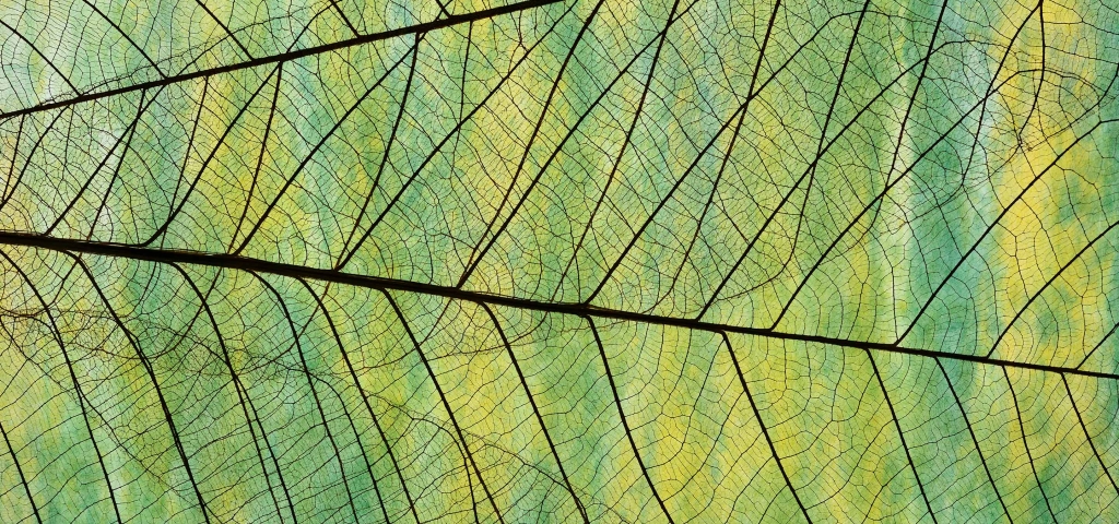 Close up of the connecting veins of a leaf as a representation of sustainability.