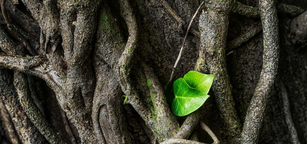 Two bright green leaves peek out from among the grey, twisted roots, representing connectivity.