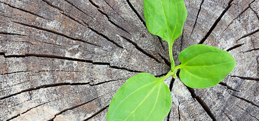 A green plant sprouting from an old, large log