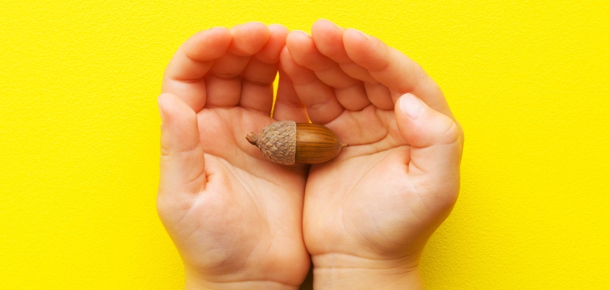 Two hands on a yellow background cupping an acorn representing how we can come together to create sustainability