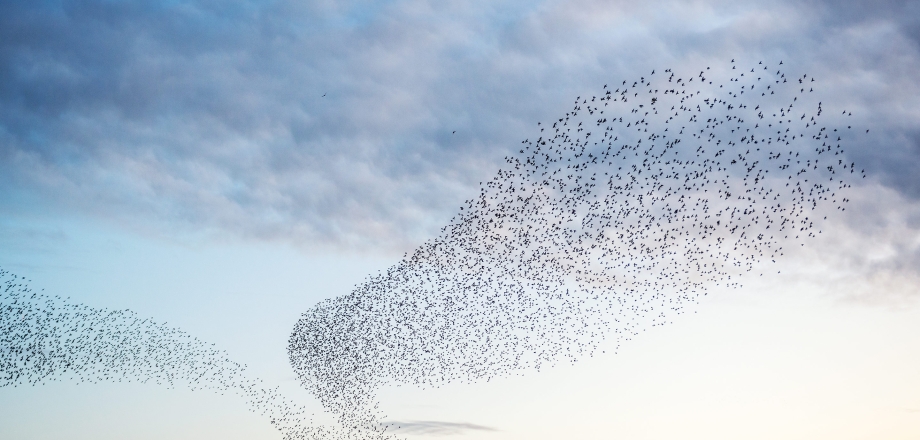 A large group of birds flying in formations over a sunset representing communities.