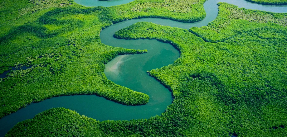 A river winds through a green swamp representing customization.