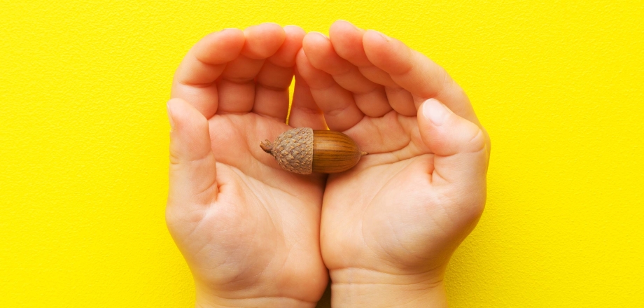 Two hands on a yellow background cupping an acorn representing how we can come together to create sustainability